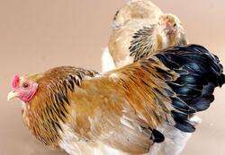 Chicken Bird Wallpaper
