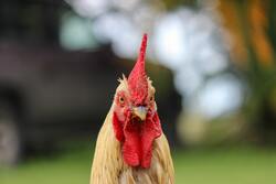 Chicken Bird with Blurred Background