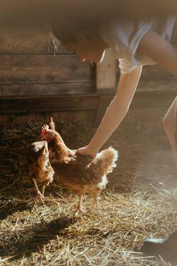 Chicken Bird with Girl Photo