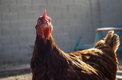 Chicken Close Up HD Photo