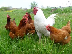 Chicken Family on Green Grass