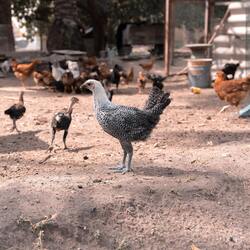 Chicken Hen Standing Photo