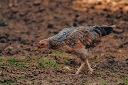 Chicken Searching Food Photo