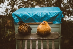 Chicken Sitting on Chair