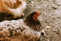Chicken Sitting on Wet Grass
