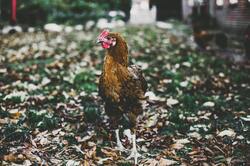 Chicken Standing 4K Photography