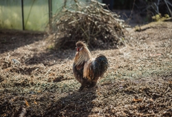 Chicken Standing in Wet Grass