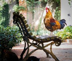 Chicken Standing on Chair
