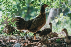 Chicken Standing Photo