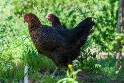 Chicken Walking on Grass Photo