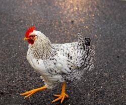 Chicken Walking on Road