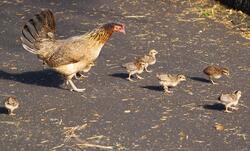 Chicken with Baby Chicks