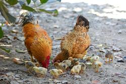 Chicken with Cute Babies Eating Food Photo