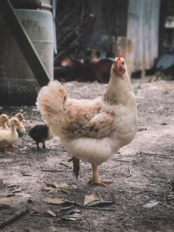 Chicken with Cute Babies Standing Photography