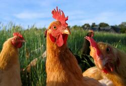 Chickens Bird in Farm