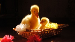 Chicks in Basket 4K