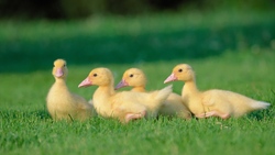 Chicks on Grass 4K