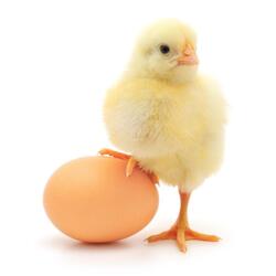 Chicks with Egg