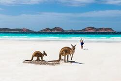 Child Kangaroo with Mother at Beach