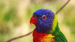 Child Parrot Red Beak 4K Image
