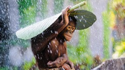 Chimpanzee Baby Sitting in Rain Photo