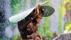 Chimpanzee Baby Sitting in Rain Photo