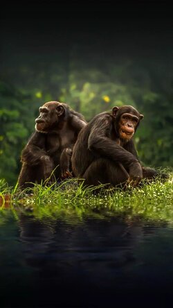 Chimpanzee Monkey Photo