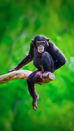 Chimpanzee on Tree Branch