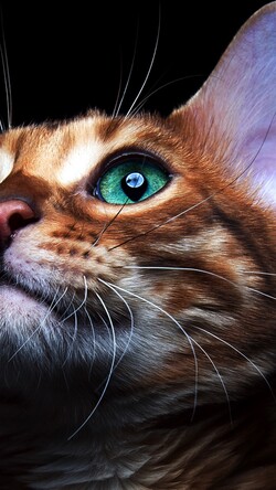 Classic Kitten Eye Closeup Image