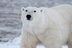 Close Photography of White Polar Bear