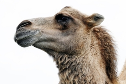 Close Up Photo of Camel