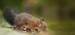 Close-up Photography of Squirrel Drinking Ultra HD