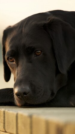 Closeup Black Labrador 4K Image