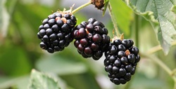 Closeup Look of Cherries on Plant