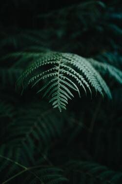 Closeup Look of Tree Leaf