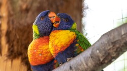 Closeup Perched Parrot