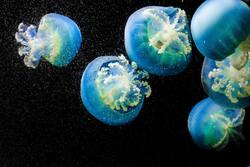 Closeup Photo of Blue Jellyfish 5K Pic