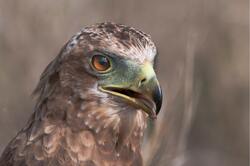 Closeup Photo of Falcon Bird