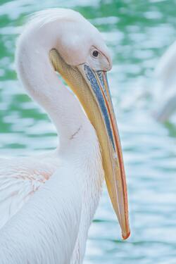 Closeup Photo of Great White Pelican Bird