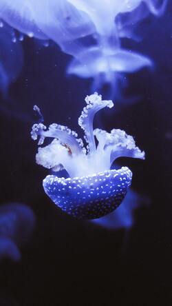 Closeup Photo of Jellyfish