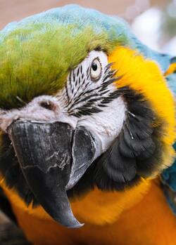 Closeup Photo of Macaw Beak Parrot