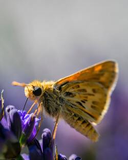 Closeup Photo of Yellow Butterfly