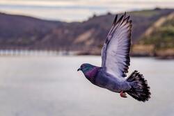 Closeup Photography of Flying Pigeon 8K