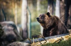Closeup Photography of Grizzly Bear