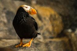 Closeup Photography of Puffin Perching on Rock