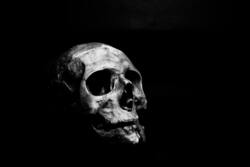 Closeup Photography of Skull Ultra HD Wallpaper