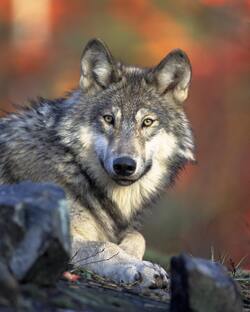 Closeup Photography of Wolf Lying on Ground