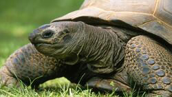 Closeup Pic of Animal Turtle