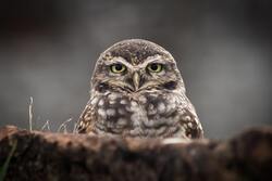 Closeup View Of an Owl Bird