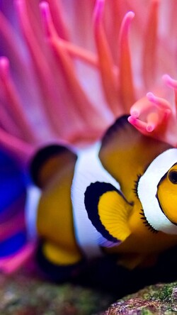 Clownfish Mobile Pic
